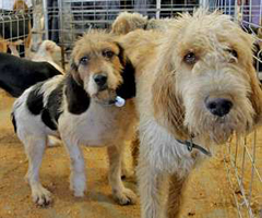 La feria de perros de caza de Ordes bate su récord al llegar a los 2.500 animales inscritos
